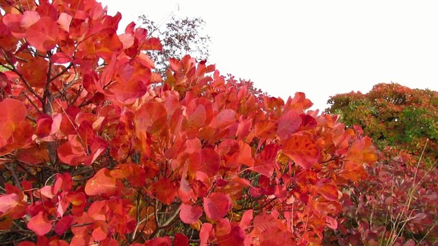 Red smoke tree in Carst region - autumn time - pan right