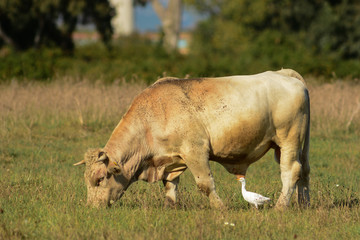 toro e airone guardabuoi