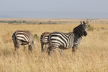 Fototapeta na wymiar Zèbres - Masai Mara