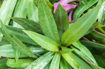 Obraz premium Closeup green leaves with water drop after rain background