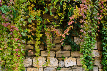 Background old stone wall and autumn leaves