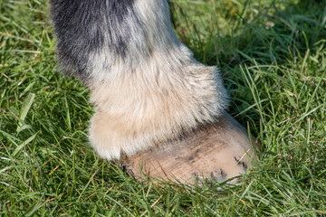 Horse's hoof