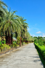 Obraz premium Beautiful walkway at the garden