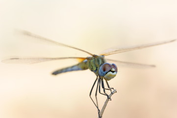 Libélula Extremadura