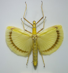large insect with colorful wings © james633