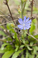 flower chicory