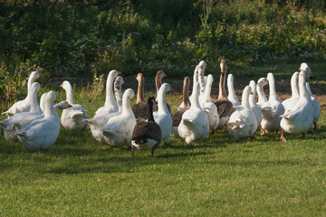 Geese Running from Christmas ?