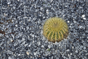 Kaktus