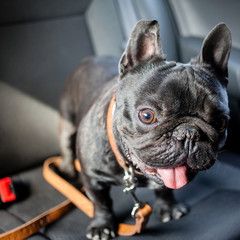french bulldog in car