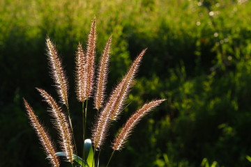 Bright golden grass flower in the field 