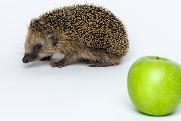 Hedgehogs do not eat apples