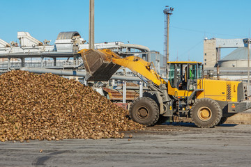 Obraz premium Front-end loader in action on the loading of sugar beet at a sug