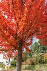 jardín en otoño