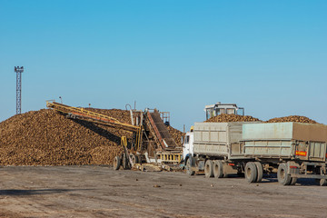 Fototapeta premium sugar beet harvest - truck waiting in front of off-loaded beet i
