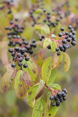 Frangula alnus Alder Buckthorn fruit