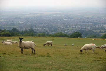 Sheep grazing in field