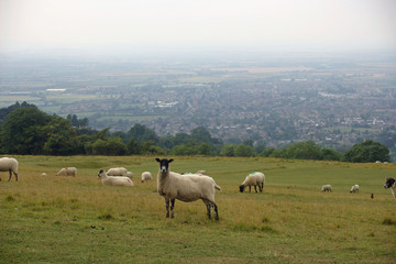 Naklejka na ściany i meble Sheep grazing in field