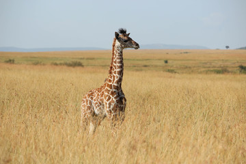 Girafe - Masai Mara