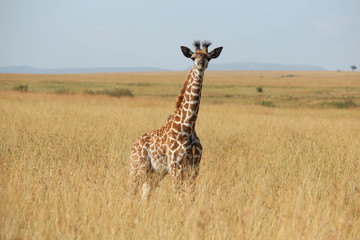 Naklejka premium Girafe - Masai Mara