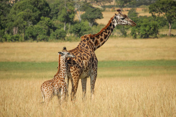 Naklejka na ściany i meble Girafes - Masai Mara