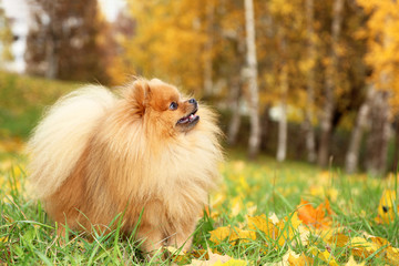 Funny autumn pomeranian dog. Dog in autumn park. Pomeranian in autumn yellow leaves. Serious dog.