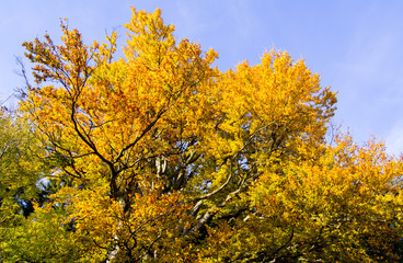 Autumn treetop