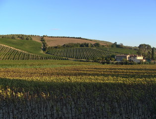 Vineyard