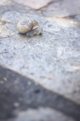 Snail in shell on stone