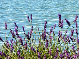 Deurstickers Lavendel lavendel en zwembad