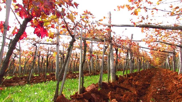 Trellis in Carst region with terra rosa soil - pan right