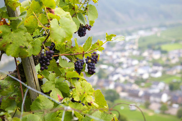 An image of a ready grapes in the bush in the hills of Mosel river in Germany.