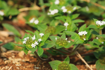 beauty flower