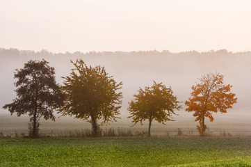 Obraz premium Abendstimmung mit 4 verschiedenen Bäumen im Nebel