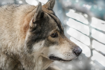 Portrait of wolf/Portrait of wolf, digital retouch.