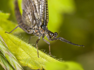 mayfly (Ephemera  vulgata)