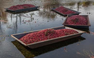 Harvested cranberries floating in the field in Muskoka Region of Ontario, Canada