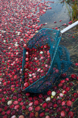 Scooping up cranberries during the harvest in Muskoka Region of Ontario, Canada