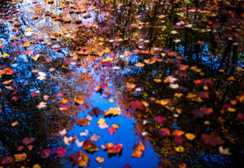 Forest reflection in the pond littered by fallen leaves in Muskoka Region of Ontario, Canada