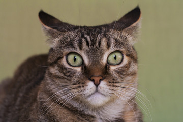 Gatto primo piano occhi