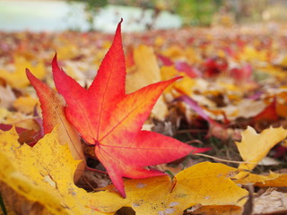 Buntes Herbstlaub auf der Wiese