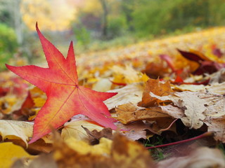 Buntes Herbstlaub auf der Wiese