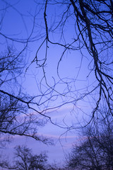 Haunting tree branches and atmospheric winter night sky