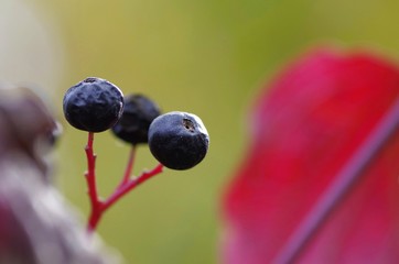 border frame of bird cherry branch with berries 