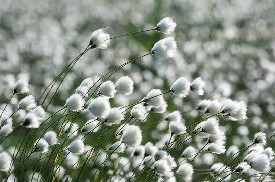 The plant cotton grass in a strong wind