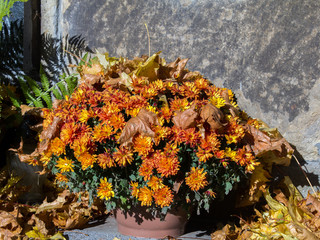 bouquet of chrysanthemums