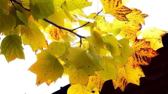 Autumn leaves in the garden. Branch with leaves waving in the wind. Tulip poplar tree. Liriodendron tulipifera. High definition Full HD 1080, 30fps NTSC