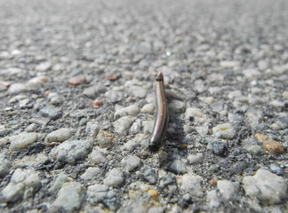 close up on brown millipede walking on concrete road 