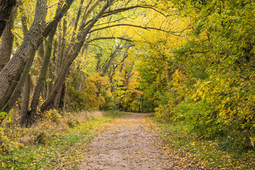 Herbstlich gefärbte Bäume