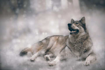 Wolf/Nice wolf on snow background.