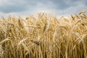 Detail of an ear in a field of wheat